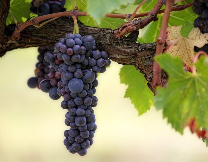 Vinné lázně a kúry